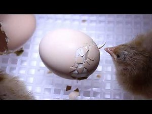 Buff Orpington Chicks Hatching in Incubator