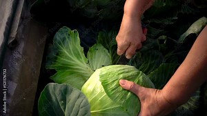 harvesting cabbage. Hands picking of white cabbage in farm. High quality HD footage