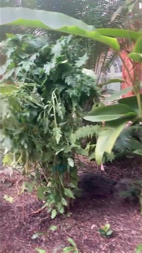 Inside Balboa Park Botanical Building | San Diego's Historic Garden #BalboaPark #BotanicalBuilding