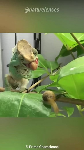 How Chameleon Changes Color #chameleon #color #animalfacts #documentary #foryou | Nature Lens | Facebook