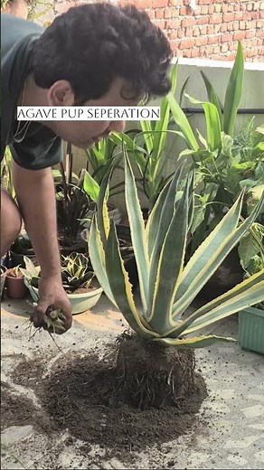 Agave americana Variegata Pups Separation Century Plant Propagation Guide #homegarden #shortvideo