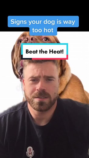 Signs of Overheating in Dogs: Beat the Heat with These Tips!