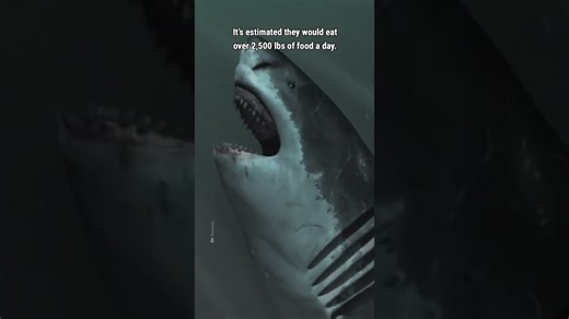 Imagine megalodon sharks never going extinct on Earth