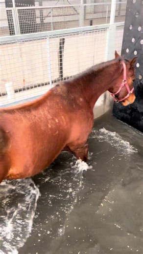 Fun day in the water walker #fyp#exercise#horses#walker#water