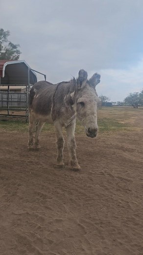 This distinguished gentleman is Walter. Donkey fact: Their eye placement gives them a panoramic view with a small blind spot directly in front and behind. | Peaceful Valley Donkey Rescue