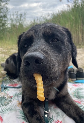 Understanding Dog Behavior: Impulse Control Explained