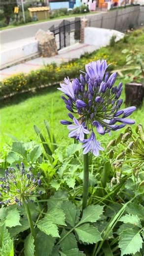 Agapanthus ! Lily of the Nile #flowers #agapanthus #blue #gardenplant #nature