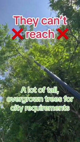 Tree trimming side hustle for teens