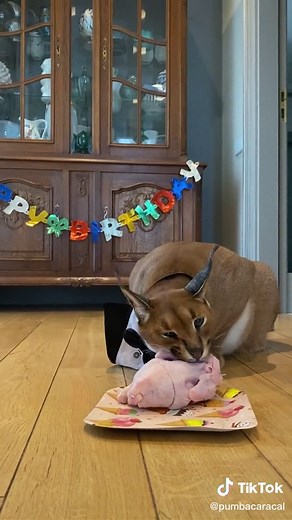 Birthday Present for Pumba Caracal 2016-2022 | A Special Celebration