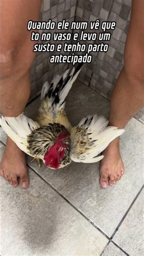 Quando num vê que to no vaso e acabo antecipando o parto com o susto #humor #memes #memes #comedy