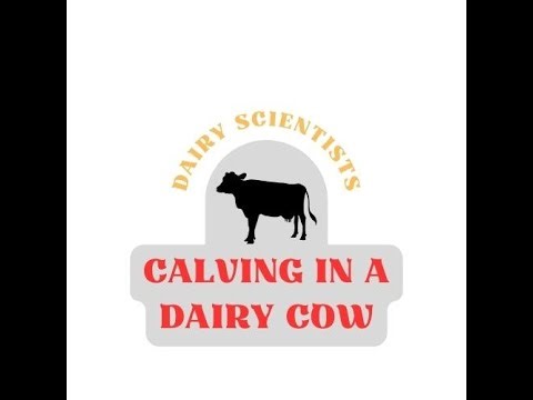 Calving in a Dairy Cow | Step by Step Guide | Dairy Farming | 2024|