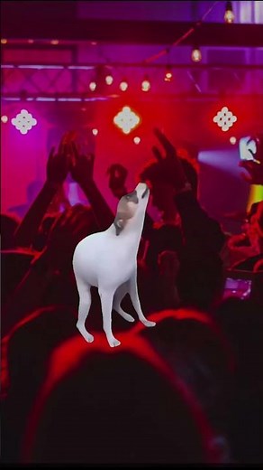 Dog dancing meme