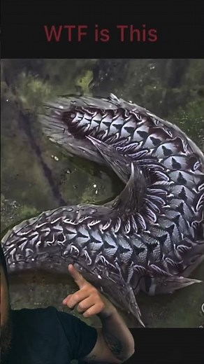 what the heck is this thing?!