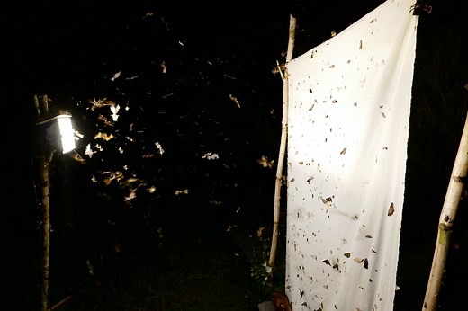 Like a moth to a flame: Science finally explains why insects flock to artificial lights