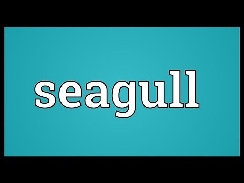 Seagull Meaning