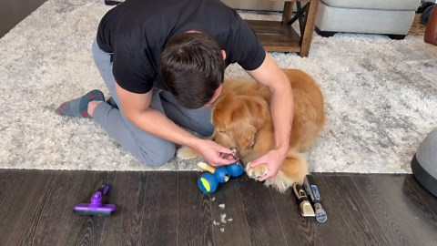 Easy Paw Care for Happy Dogs