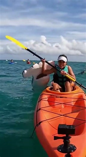 Hammerhead Shark Attack: Kayaker Fights Back With Paddle