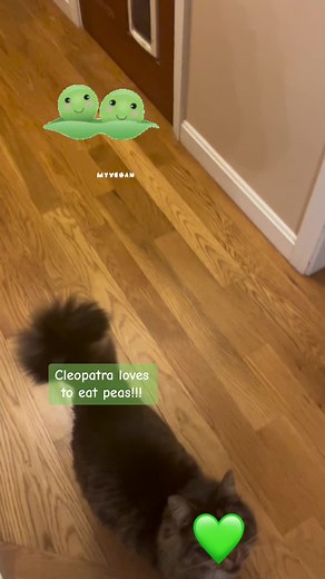 #CleopatraTheFluffyTabby #cat #LookAtMyCat #boston #catsoftiktok #beautifulcatsoftiktok #meow #cattok #pea #vegetables #funnycats #funnyvideos