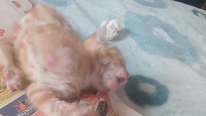 129K views · 1.1K reactions | UPDATE: Hi all, kitten was stabilized...