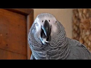 Apollo's Back On His Nonsense 🤪