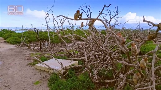 75K views · 1.5K reactions | On Monkey Island, biologists are studying monkeys. These primates are genetically and physiologically similar to humans. https://cbsn.ws/3MrNd7y | 60 Minutes | Facebook