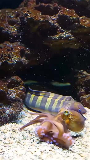 It looks like the start of a deep-sea drama! 🎬 The octopus, initially resting on the sandy bottom, is suddenly confronted by the much larger moray eel, which emerges from the shadowy background. For a tense few seconds, the eel seems to try and envelop the cephalopod, possibly viewing it as a meal. Yet, the octopus proves to be a formidable opponent. With its incredible strength and signature eight arms, the octopus wraps and pushes back, demonstrating its powerful defense and surprising agilit