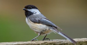 Black-Capped Chickadee