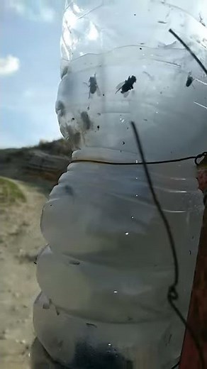 Trappola per api mosche e zanzare