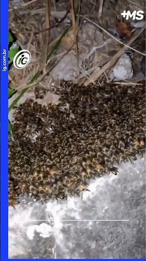 Mystery of nature: why do bees stop flying in the dark?