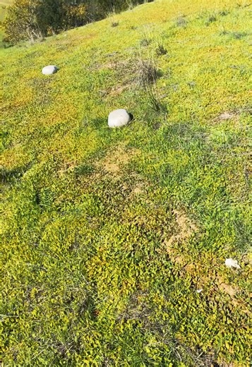 *Exploding* Giant Puffball Mushroom #puffballmushroom #mushroom #explosion #outdoors #fyp