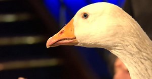 Life fantastic – Am I a mutant? (2013)