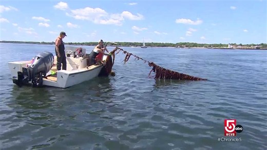 In Maine, transforming local kelp into burgers and beauty products