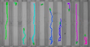 Escaping groupthink: What animals’ behavioral quirks reveal about the brain