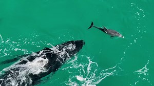 148K views · 6.6K reactions | Having a whale of a time   Look at this whale at Geographe Bay having a grand old time with its dolphin cousins!  Dolphin Discovery Centre staff were lucky to see this and capture it on camera.  殺 | ABC South West | Facebook
