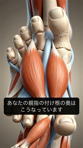 パート34：先の細い靴で親指が内に曲がるクセ、続けてたらやばい【筋膜リリース】#Shorts