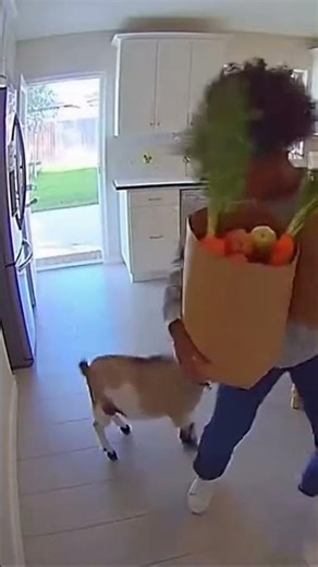Goat Steals Carrot, Woman Slips on Apple—Hilarious Chaos!