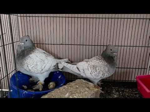 Modern Oreintal Frill , Membership Code : UPC -273 , Ph : 98959 00682