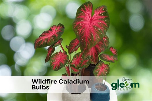 5 Wildfire Caladium Bulbs: Red & Green Elephant Ears for Shade - Etsy
