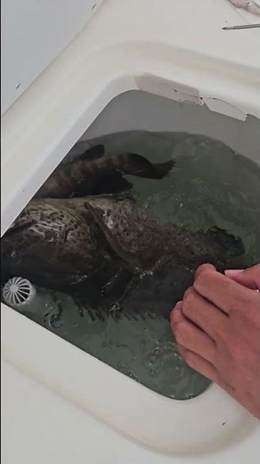 How to treat barotrauma in fish #fishingtips #fishingcharter #grouper