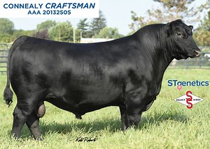CRAFTSMAN is the historic, record setting sire from Connealy Angus and the first bull in the history of their program to be used before their sale. His first group of progeny are standouts and crowd favorites at Connealy this summer. This unique Angus sire offers a relevant genetic profile that will boost HP and $M in a big-hipped, attractive package. CRAFTSMAN is not only physically captivating, but extremely impressive on paper landing in the top 1% of the #BusinessBreed for $C, $W, $M, HP and