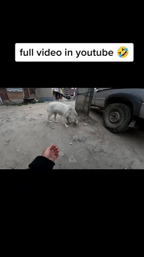 feeding street dogs 🐕❤️ #rn_luffy09