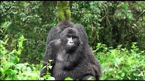 More than Half of the World’s Primates Disappearing