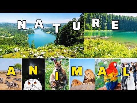 The Beauty of Nature and Animals in 2K Real Wildlife Beauty