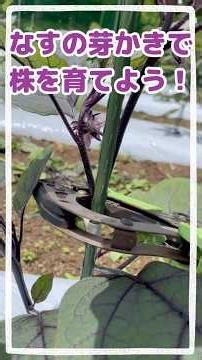 なすの芽かきで良いなす作ろう🍆 #さくらふぁーむ #農業 #家庭菜園 #なす #芽かき