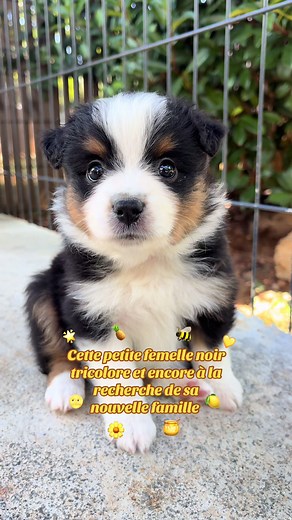 🍋🍋 #pourtoi #bergeramericainminiature #puppy #duclandelacosanostra #elevagecanin #disponible