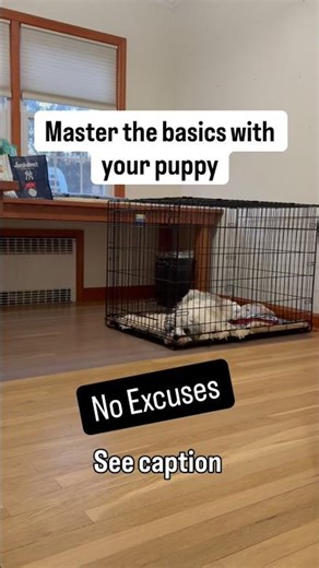 Mastering the basics with your puppy - Puppy Training