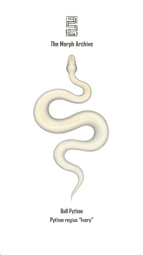 Illustration of the Ivory Ball Python by The Morph Archive / Mingo Art