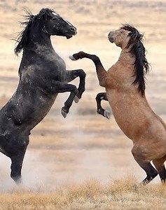 23 Situations of Horses Violently Kicking Other Animals Caught on Camera 🐴vs🐕 | Best Video