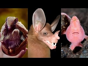 Unbelievable! 10 Rare, Strange, and Bizarre Animals You Never Knew Existed!