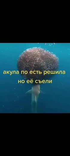 Mysterious Underwater Object in Blue Ocean Environment